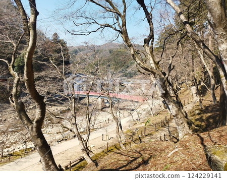Taizuki Bridge in Korankei in spring (Toyota City, Aichi Prefecture) 124229141