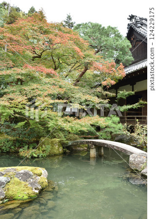 青蓮院庭園開始變色 - 相阿彌庭園 - 金禦所與龍心池 124229175
