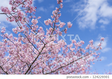 Blue sky and Kawazu cherry blossoms blooming at Nakoso Power Station, Iwaki City, Fukushima Prefecture Blue sky and Kawazu cherry blossoms blooming at Nakoso Power Station, Iwaki City, Fukushima Prefecture 124229301