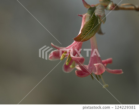 早春開花的野生植物：忍者冬科的淡粉紅色花朵 124229381