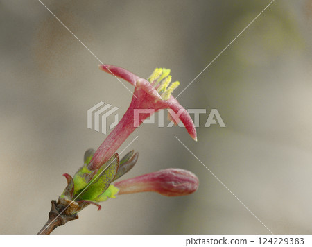 A wild plant that blooms in early spring: the pale pink flowers of Caprifoliaceae 124229383