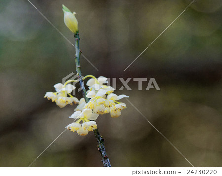 濱海補血草的開花 濱海補血草的開花 124230220