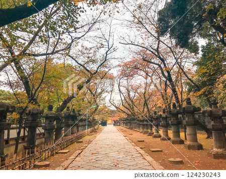 Fallen Leaves Path at Ueno Toshogu Shrine 124230243