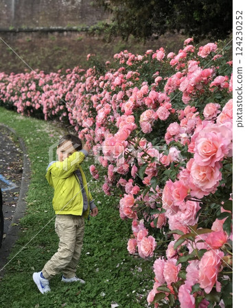 Child Exploring Garden Full of Vibrant Pink Roses 124230252