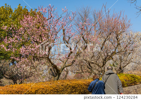 [東京] 羽木公園梅林 124230284