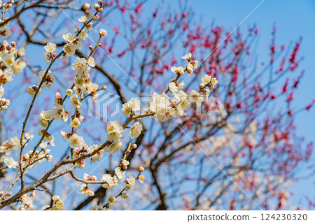 [Tokyo] Red and white plum blossoms in the plum grove at Hanegi Park 124230320