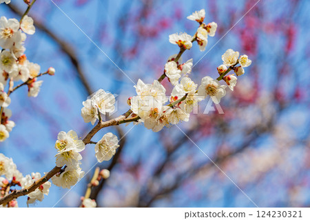 [東京] 羽木公園梅林盛開著紅白相間的梅花 124230321