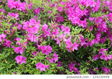 花園裡盛開的春天花朵 花園裡盛開的春天花朵 124230449