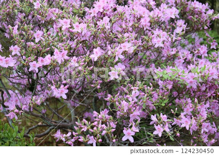 花園裡盛開的春天花朵 花園裡盛開的春天花朵 124230450