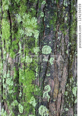 Moss growing on trees Moss growing on trees 124230459