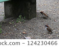 公園裡的野生麻雀 124230466