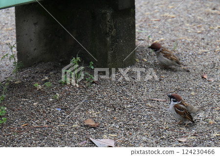 Wild sparrows in the park 124230466