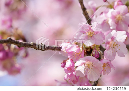 Kawazu cherry blossoms to announce the arrival of spring Kawazu cherry blossoms to announce the arrival of spring 124230539