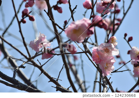 Daihonzan Zuishin-in Temple, famous spot Ono Plum Garden, Haganezu Plum (Yamashina Ward, Kyoto City) 124230668