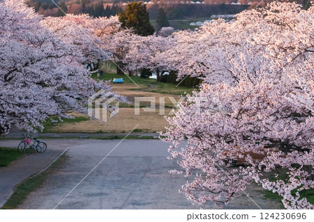 210410 Miyagawa Green Park Sakura g157 210410 Miyagawa Green Park Sakura g157 124230696