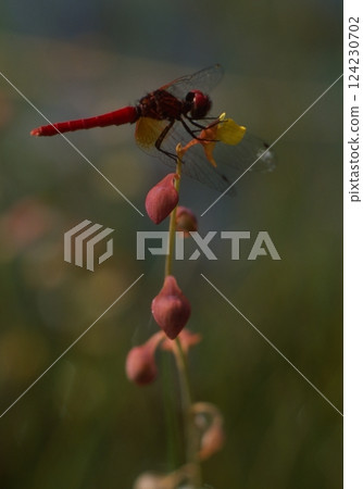 世界上最小的蜻蜓 124230702