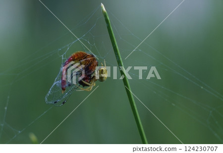 The smallest dragonfly in the world The smallest dragonfly in the world 124230707