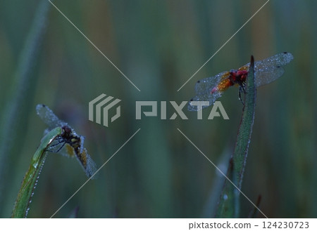 The smallest dragonfly in the world The smallest dragonfly in the world 124230723