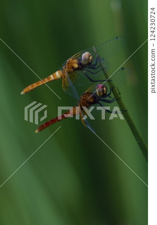 The smallest dragonfly in the world The smallest dragonfly in the world 124230724