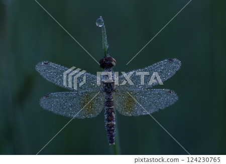 The smallest dragonfly in the world 124230765