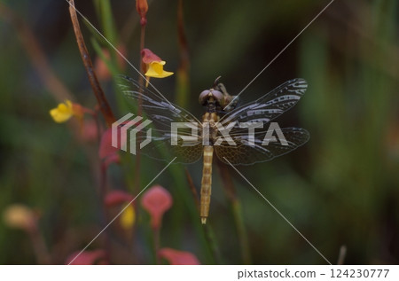 The smallest dragonfly in the world 124230777