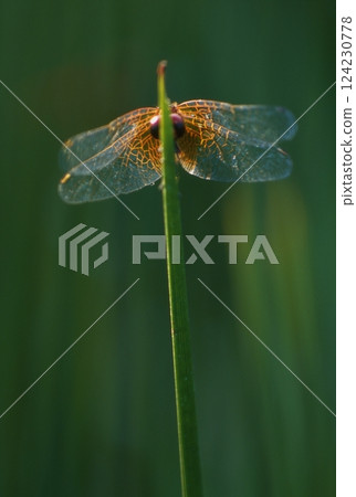 The smallest dragonfly in the world The smallest dragonfly in the world 124230778