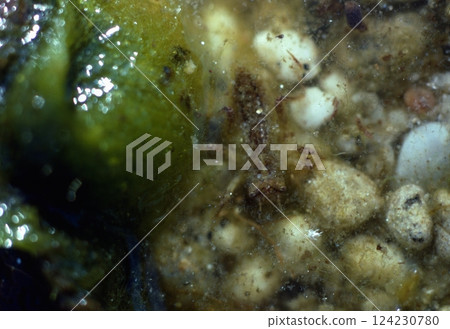 The smallest dragonfly in the world The smallest dragonfly in the world 124230780