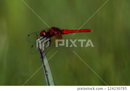 The smallest dragonfly in the world The smallest dragonfly in the world 124230785