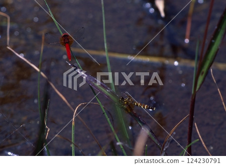 The smallest dragonfly in the world The smallest dragonfly in the world 124230791