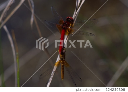 The smallest dragonfly in the world 124230806