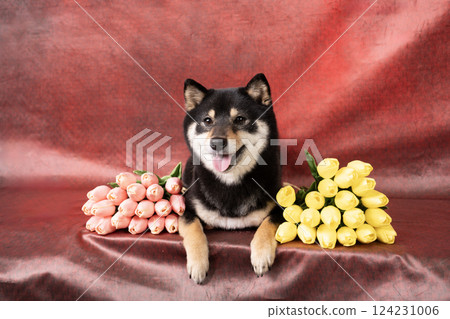 紅色包包、鬱金香和小柴犬 Cheri 紅色包包、鬱金香和小柴犬 Cheri 124231006
