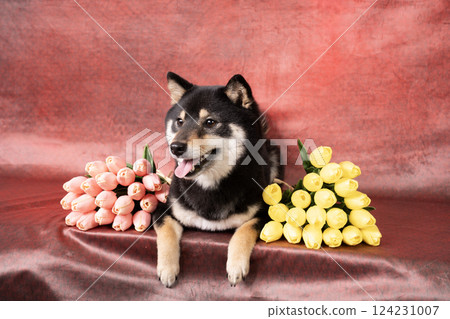 紅色包包、鬱金香和小柴犬 Cheri 紅色包包、鬱金香和小柴犬 Cheri 124231007