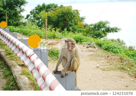 Golden Monkey in Da Nang, Vietnam Golden Monkey in Da Nang, Vietnam 124231070