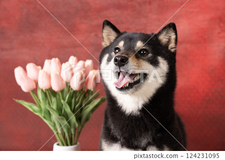 紅色包包、鬱金香和小柴犬 Cheri 124231095