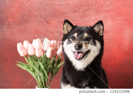 紅色包包、鬱金香和小柴犬 Cheri 124231096