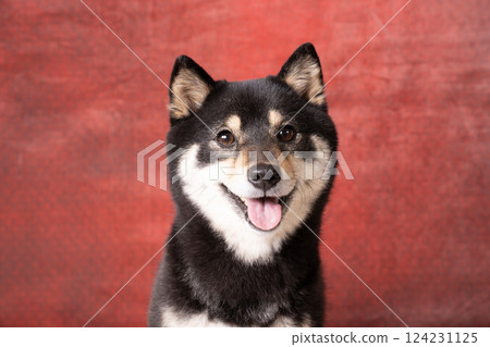 Red bag and smiling Shiba Inu dog Sheri 124231125