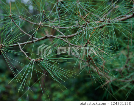 黑松針葉，黑松是日本特有的松科植物 124231138