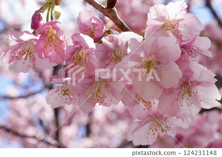 Beautiful cherry blossoms close-up Beautiful cherry blossoms close-up 124231148
