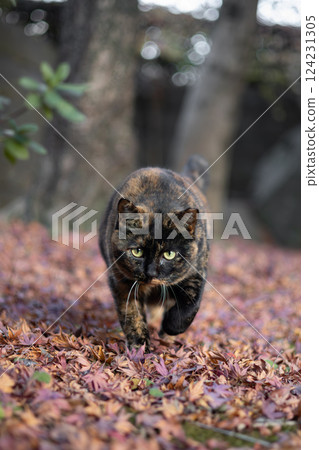 A stray cat with a torn-toed pattern walking on fallen autumn leaves 124231305