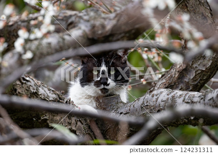 棕色和虎斑紋的流浪貓在白色李子樹上休息 124231311