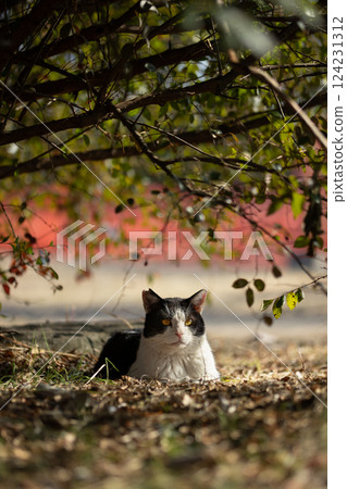 流浪貓，一隻帶有棕色條紋，一隻帶有虎斑條紋，坐在公園一棵樹下的盒子裡 124231312
