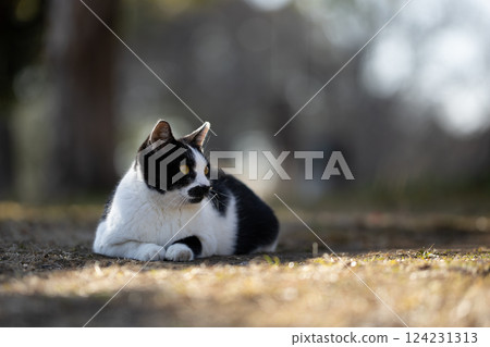 A stray cat with a tabby pattern on a soft background and whisker-like features A stray cat with a tabby pattern on a soft background and whisker-like features 124231313