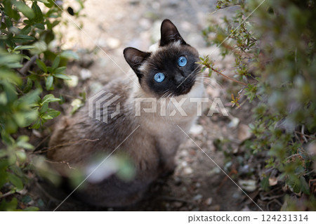 Siamese cat pattern stray cat looking up in the park Siamese cat pattern stray cat looking up in the park 124231314