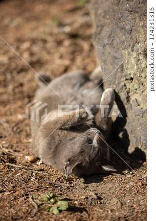 A stray cat with grey fur lying down and relaxing in a seal-like pose A stray cat with grey fur lying down and relaxing in a seal-like pose 124231316