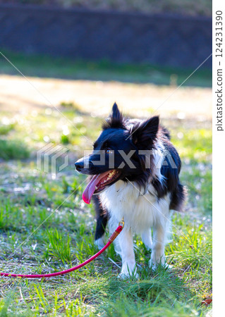 邊境牧羊犬在公園玩耍 124231390