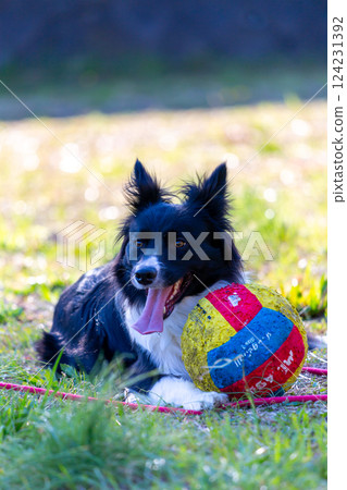 Border collie playing in the park Border collie playing in the park 124231392