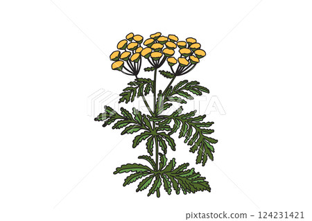 Botanical medicinal plant isolated on white background. Hand drawn stems, green leaves, yellow flowers vector illustration. Graphic design elements for Print Birthday Poster Invitation Greeting Card Botanical medicinal plant isolated on white background. Hand drawn stems, green leaves, yellow flowers vector illustration. Graphic design elements for Print Birthday Poster Invitation Greeting Card 124231421