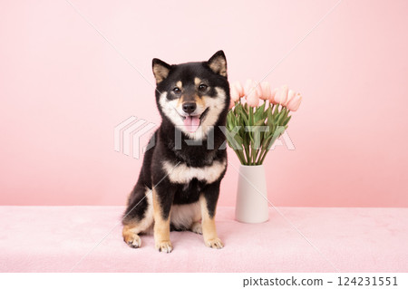 Pink bag, tulips and smiling Shiba Inu dog Sheri Pink bag, tulips and smiling Shiba Inu dog Sheri 124231551