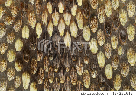 close up real viper snake skin for animal pattern 124231612