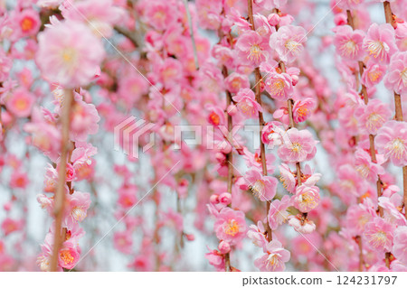 Weeping plum pink 124231797